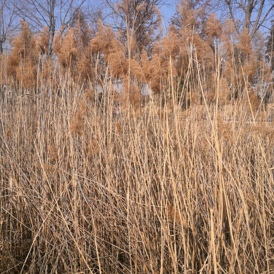 商丘出租车小姚