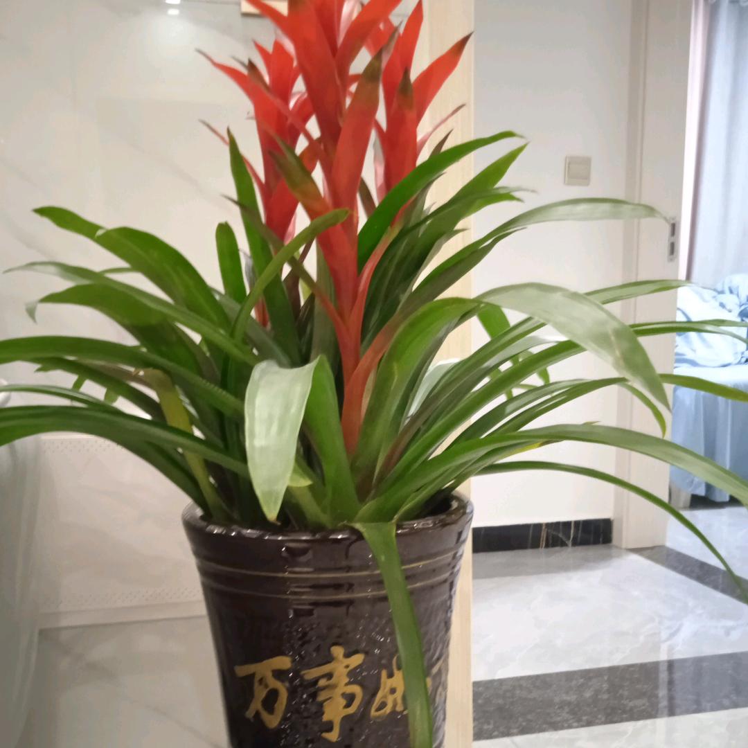 唐糖糖