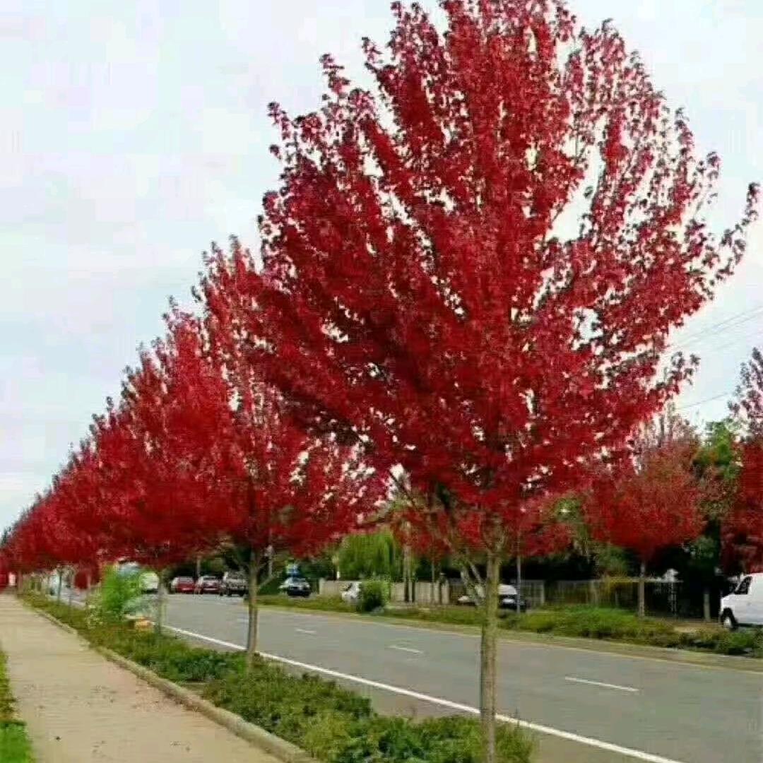 源华银杏美枫园林有限公司