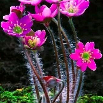 有缘黄妹防胡🌸🌸🌸🌷🌷🌺🌺