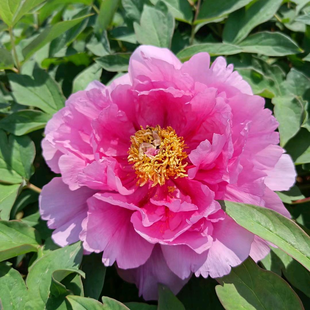 中德生态园明哥