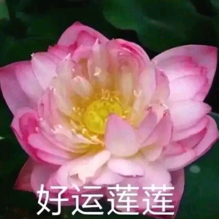 张全芳