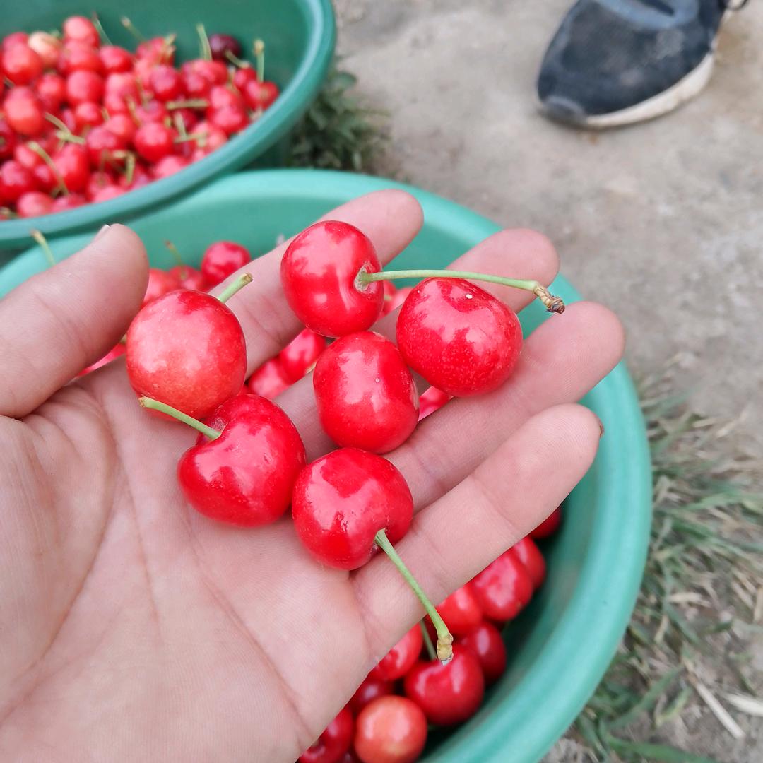 地摊娃