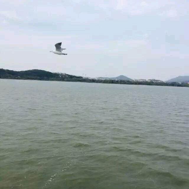 飞羽