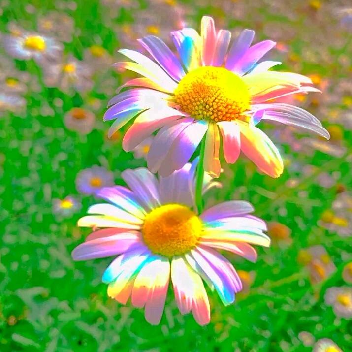 芙蓉