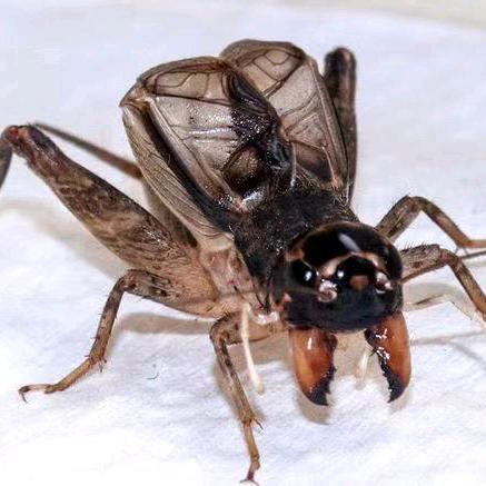 山君通蟀野秋战队严选好物店