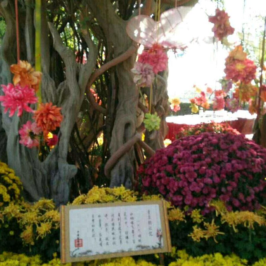 农村军哥