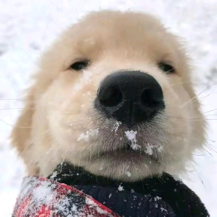 乌的