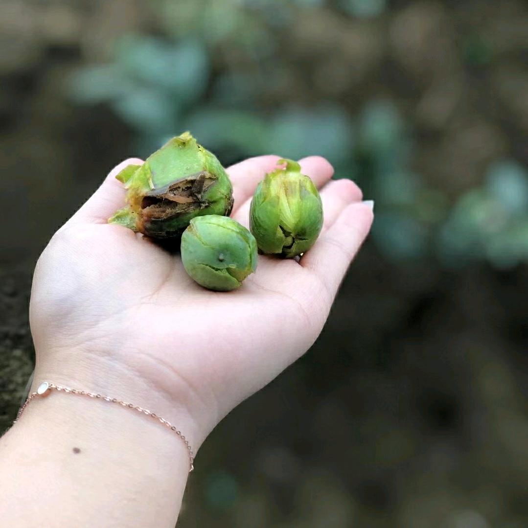 鸿远农场果果