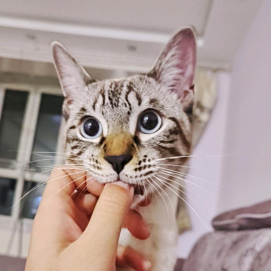 大师兄的猫
