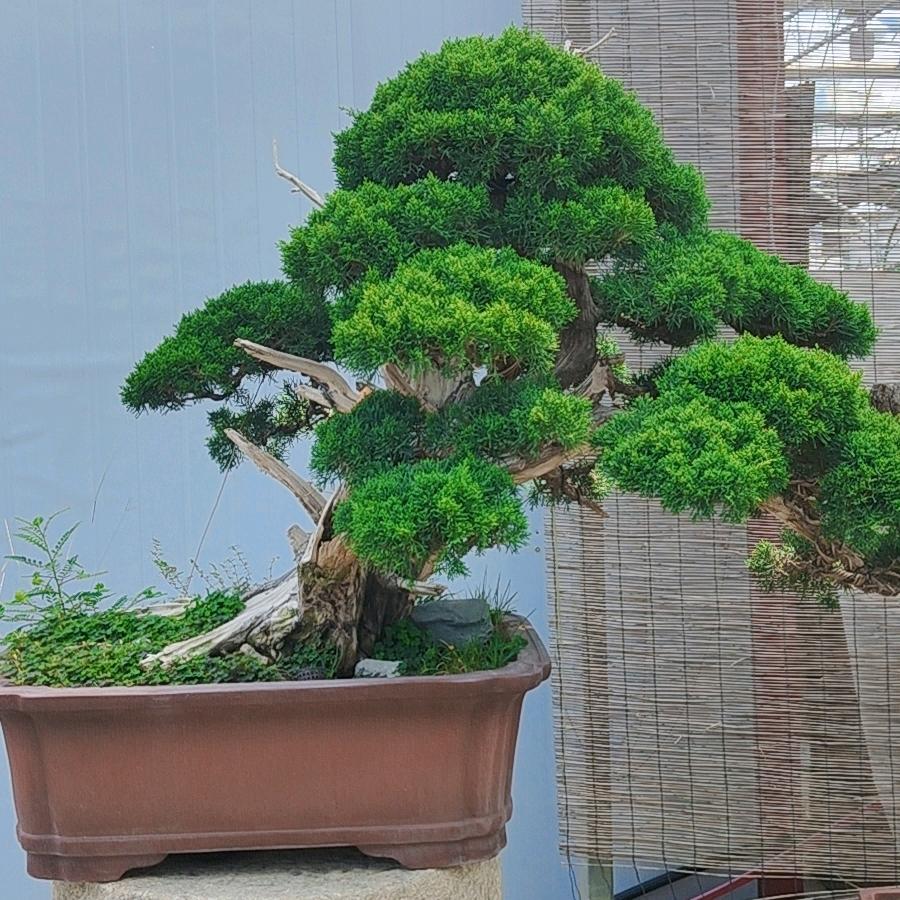 雨墨盆景汇