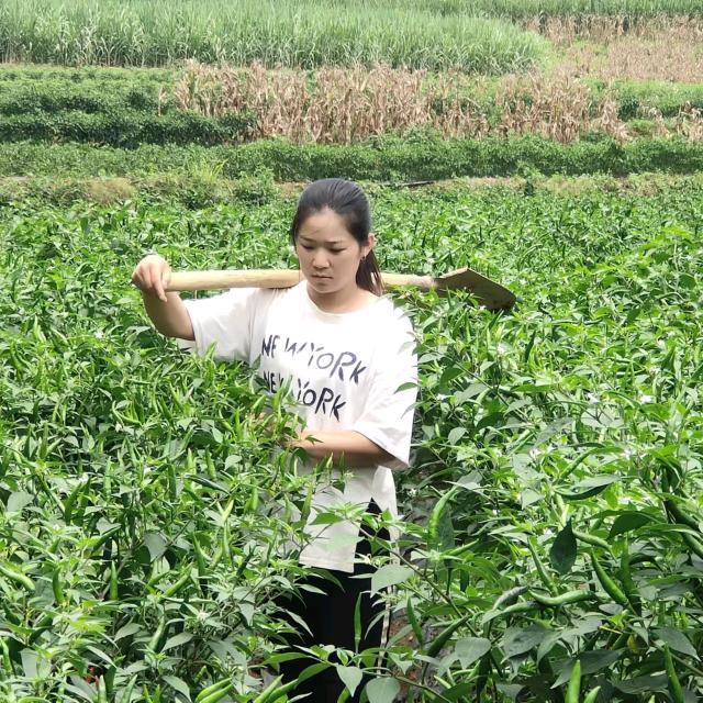 云南辣椒种植小汪