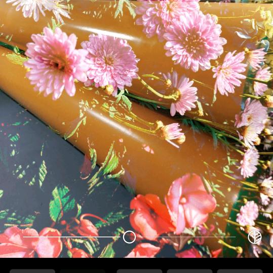 晨露下的四叶草