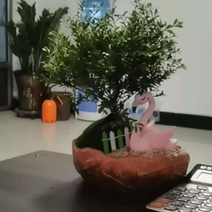 云飞土特产