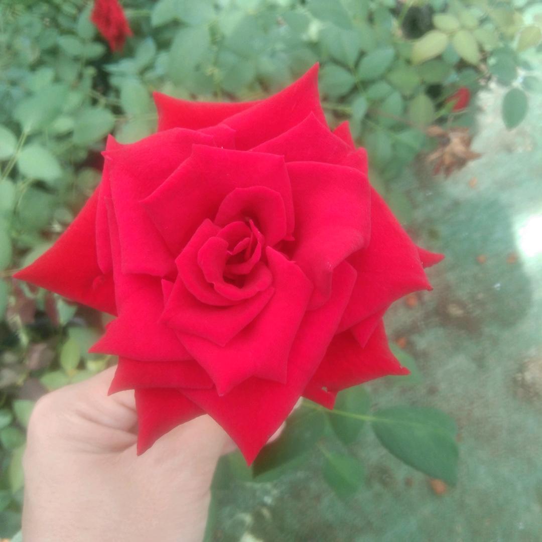 💞࿐🦋ꦿ໊余生᭄🕊随心᭄ꦿᩚ٭