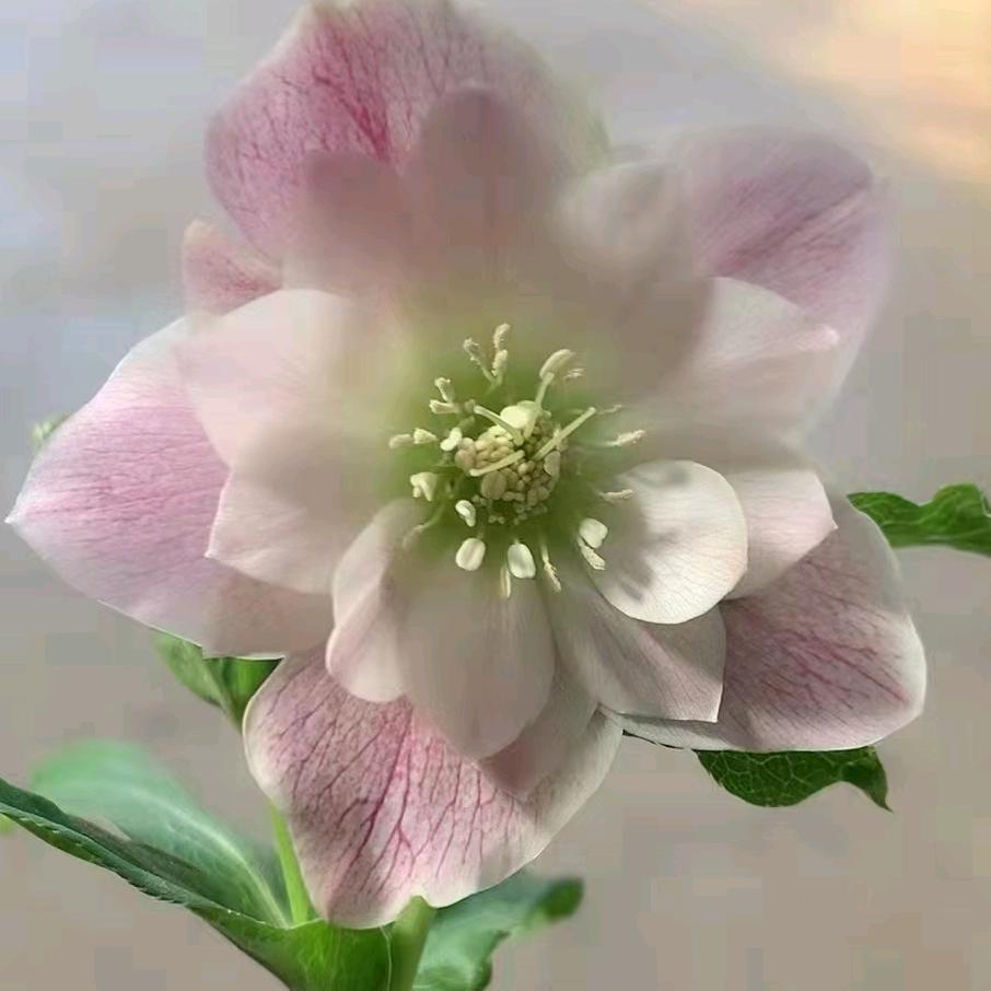 花之鲜绿植店