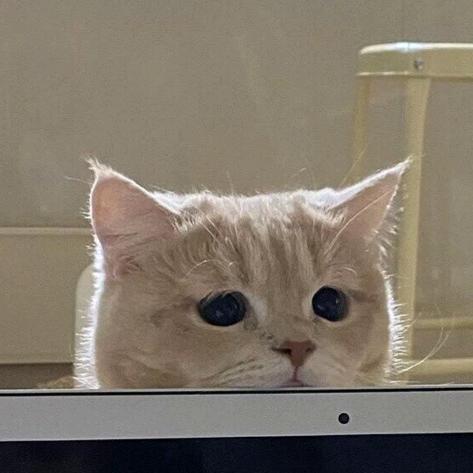 蜡笔小欣