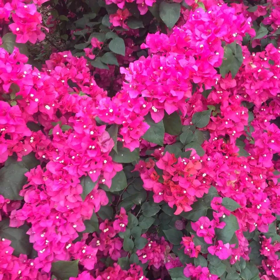 越过山丘（邱）