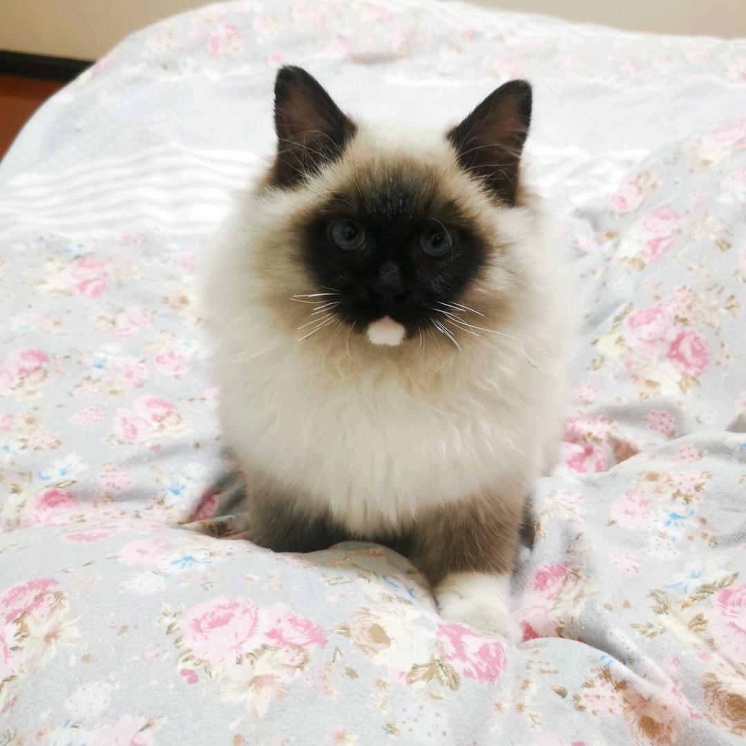 桃子比较鲜
