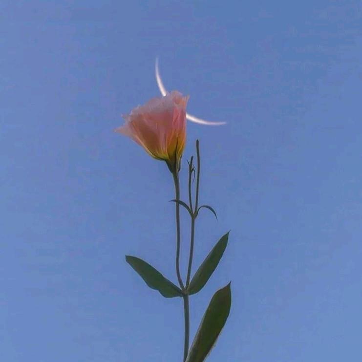 农村小巧