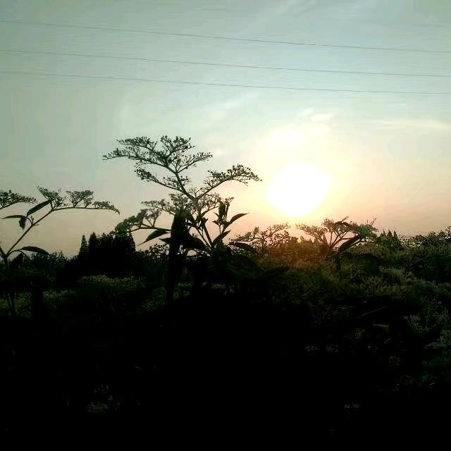 红姐