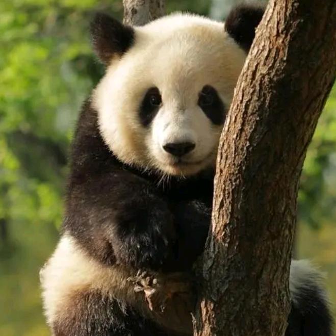 大小熊猫的慢生活