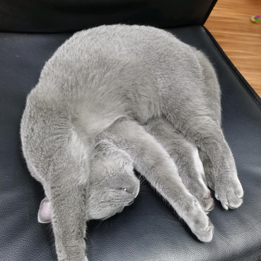猪脚先生