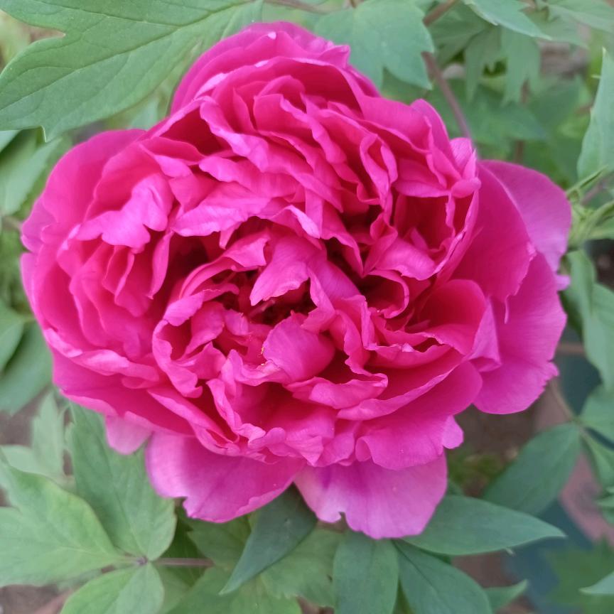 花🌺开富贵