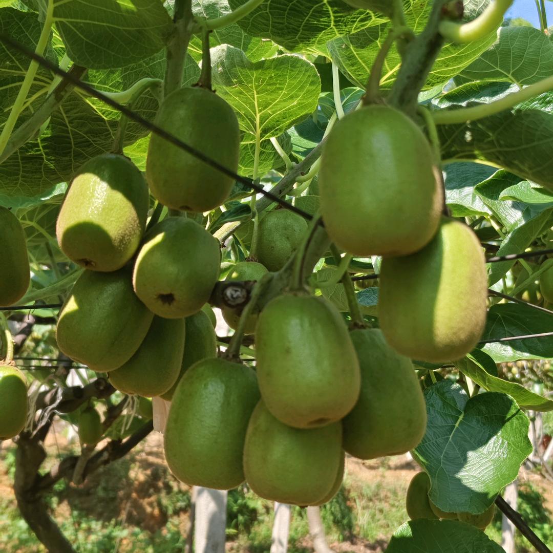 米萝红心❤️猕猴桃