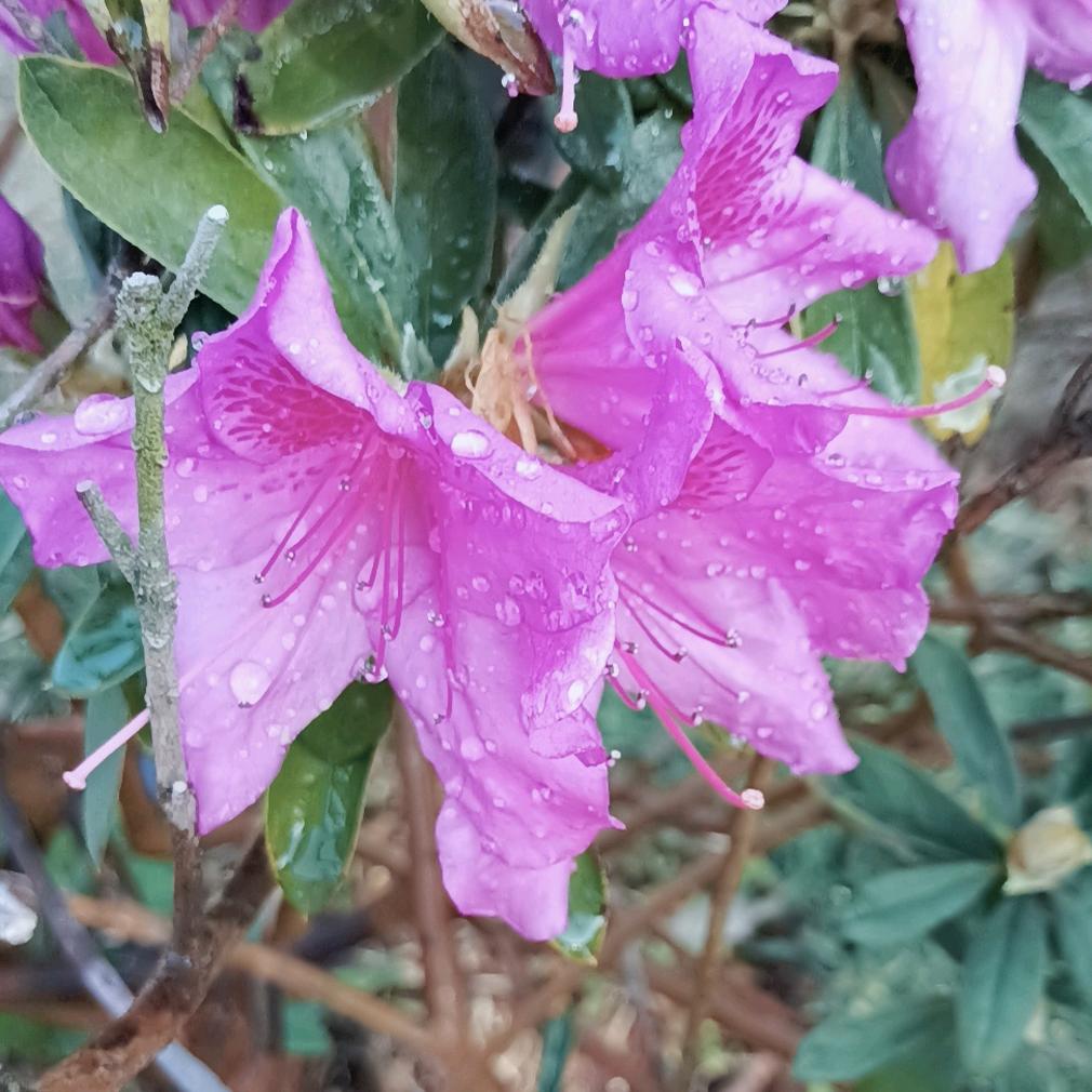 夏鲜