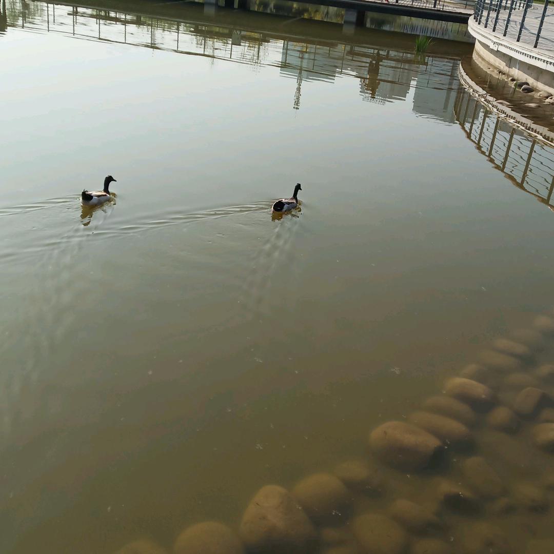 水有鱼而月不全