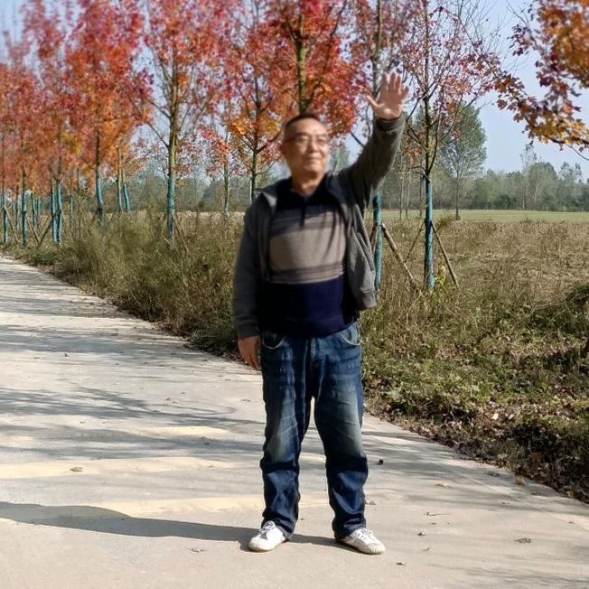 米拓白杨树