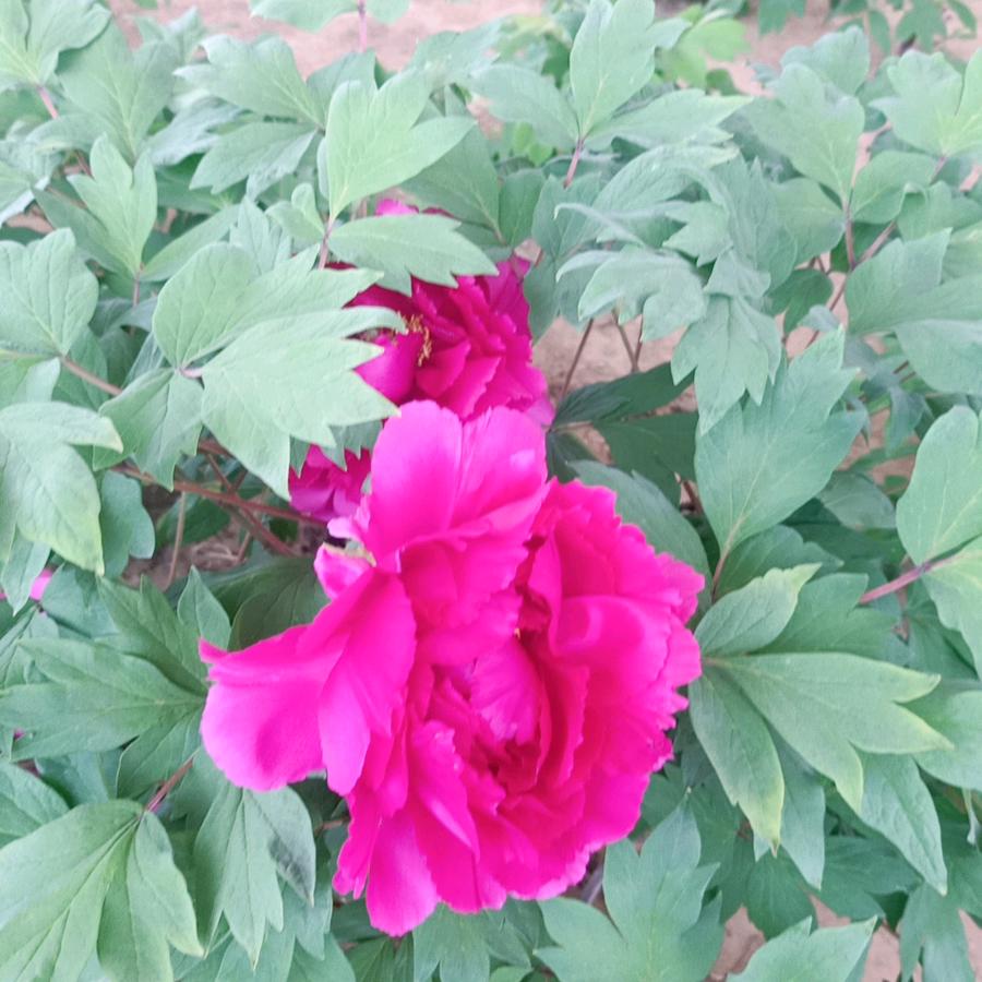 夏忧💗