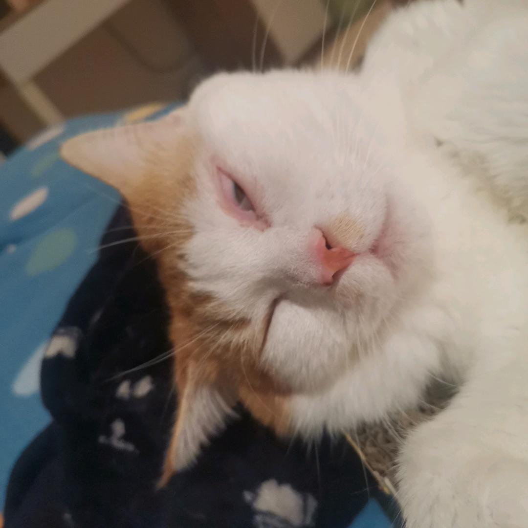 马夸