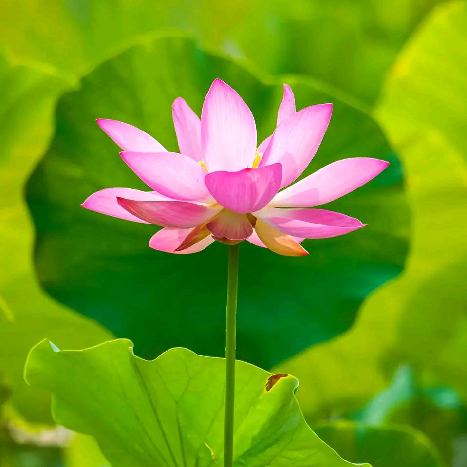 🌸陈英🌺