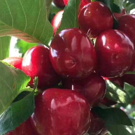 @杜步🍒天下