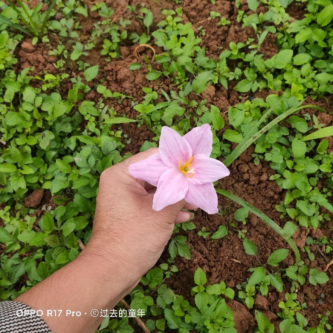 yi玳进
