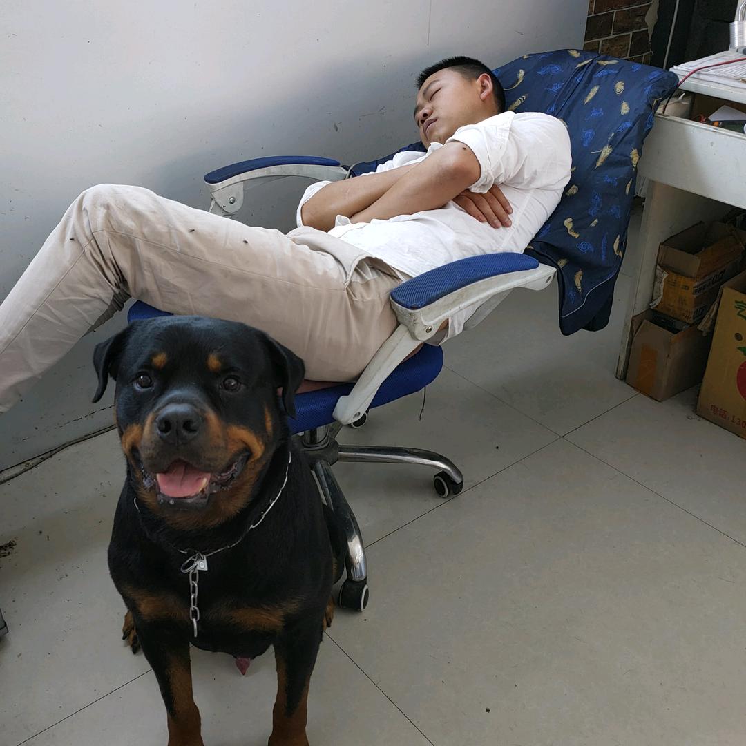 新来的养鸽人