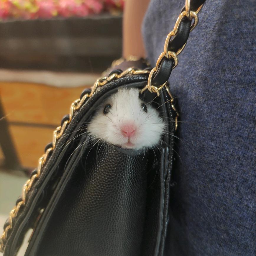 岁岁吃尼不吃汤圆