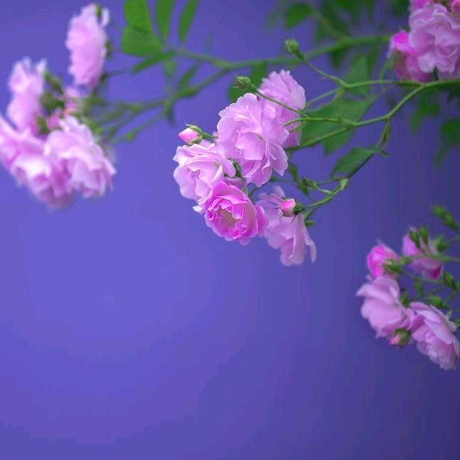 云