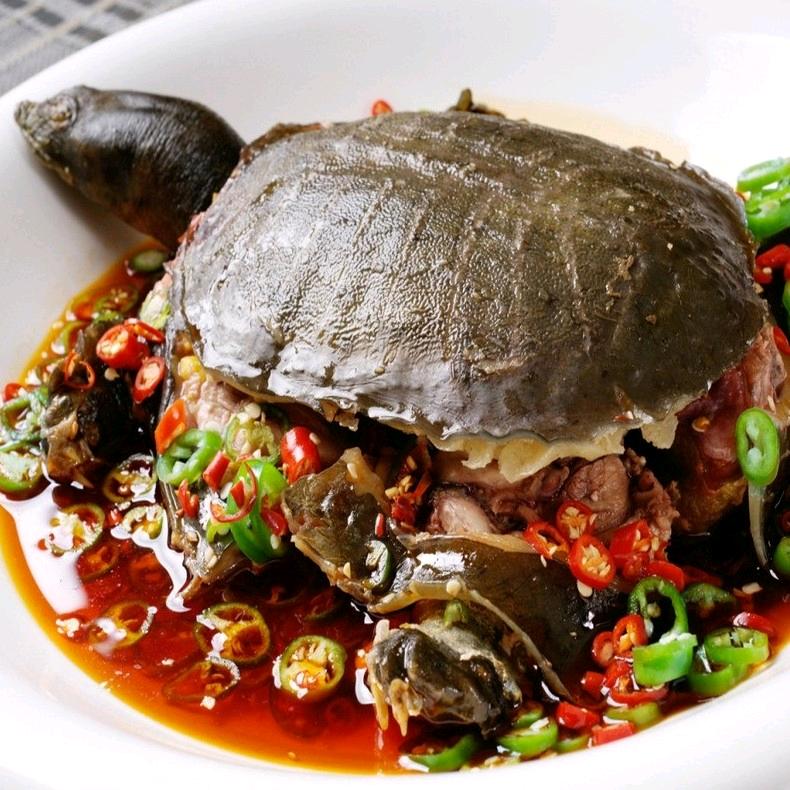 麻辣甲鱼（常年招收学员）