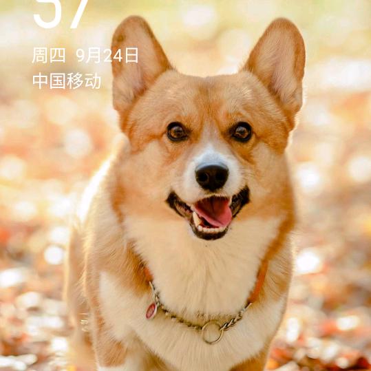 小瑞丽