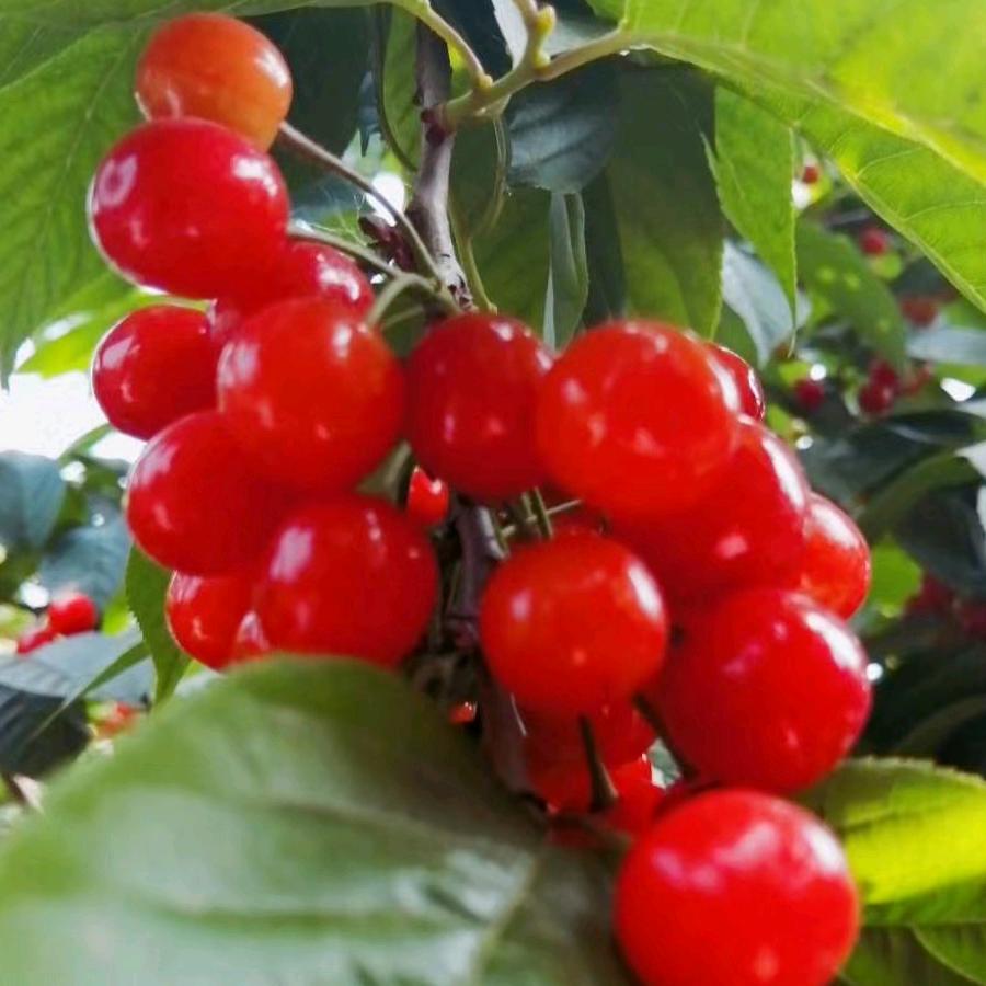 铭荣车架《专业生产平板 自卸车架》☀