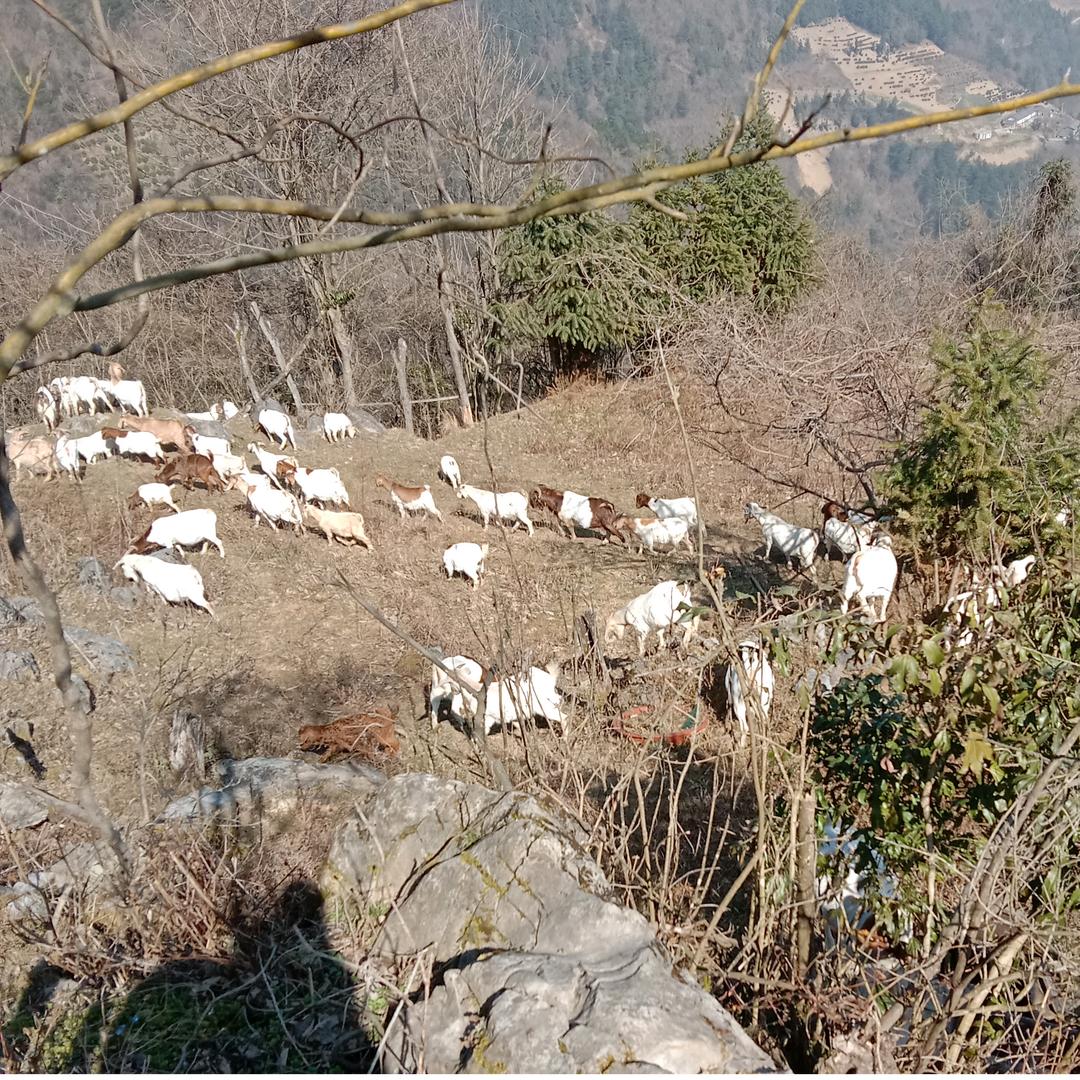 滩坪村羴兴原生态养殖专业户