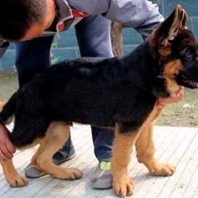 爱德犬舍