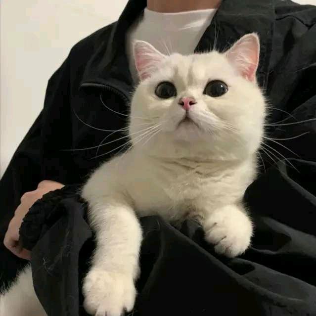 栀恩郑