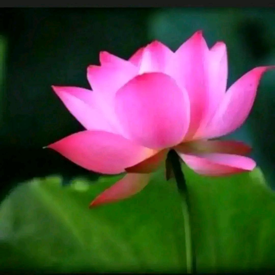 河南妹子🌹🌹🌹