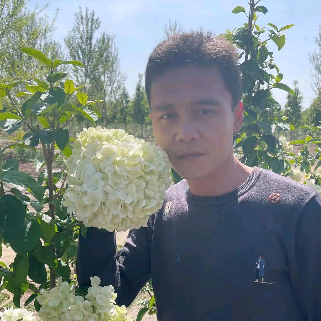 绣球班长花卉园艺