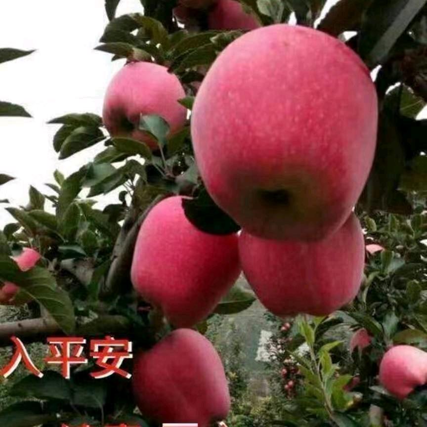 政记水果批发部