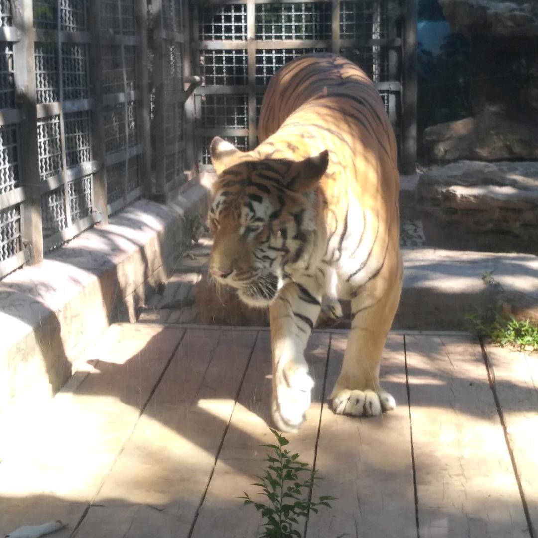 爱的茉莉转圈圈